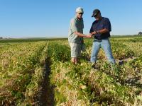 Field evaluation