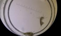 Amphipod swimming