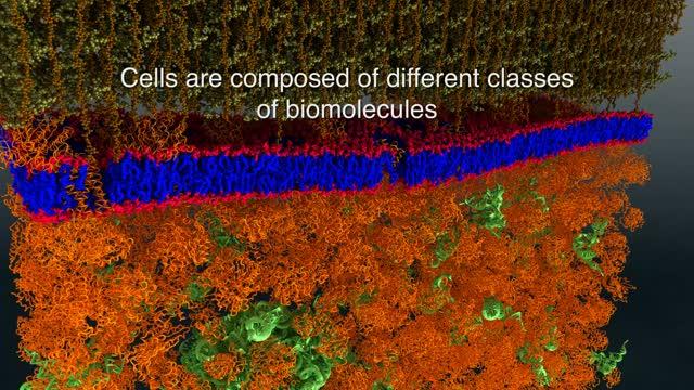 Neutrons Provide the First Nanoscale Look at a Living Cell Membrane