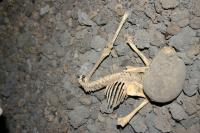 Partial Baboon Skeleton from Misgrot Cave, South Africa