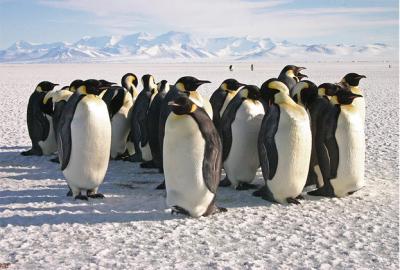 Penguins