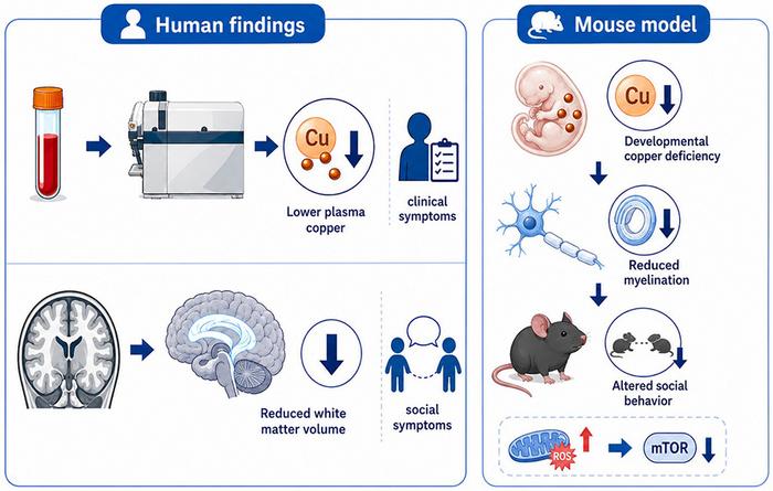 A copper-related pathway connects trace element imbalance, myelin development, and social behavior