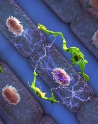 Electrophysiological Interactions between Macrophages and Cardiomyocytes