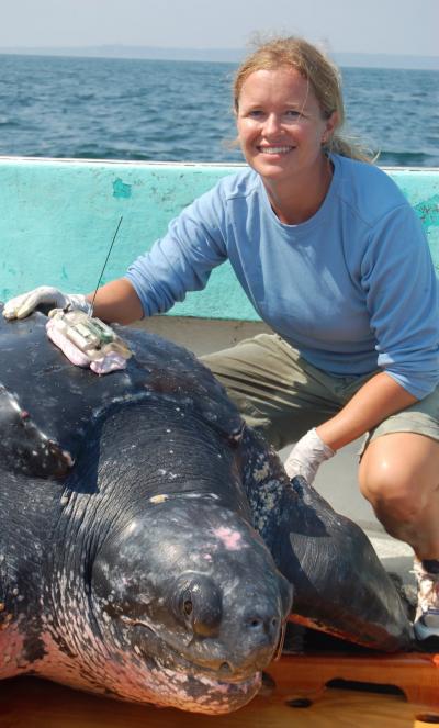 Leatherback Turtle Tagging