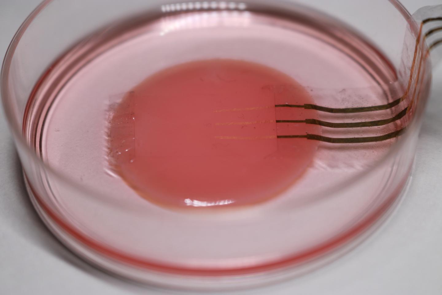 A Cell Culture with the Nanomesh Sensor Placed Upon It