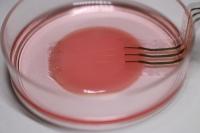 A Cell Culture with the Nanomesh Sensor Placed Upon It