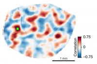Developing Brain Networks Graph