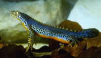 Mesotriton alpestris