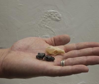 Cranial Fragments