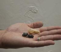 Cranial Fragments