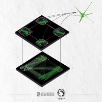 Re-Creation of Neuronal Circuits in Vitro (Without Text)