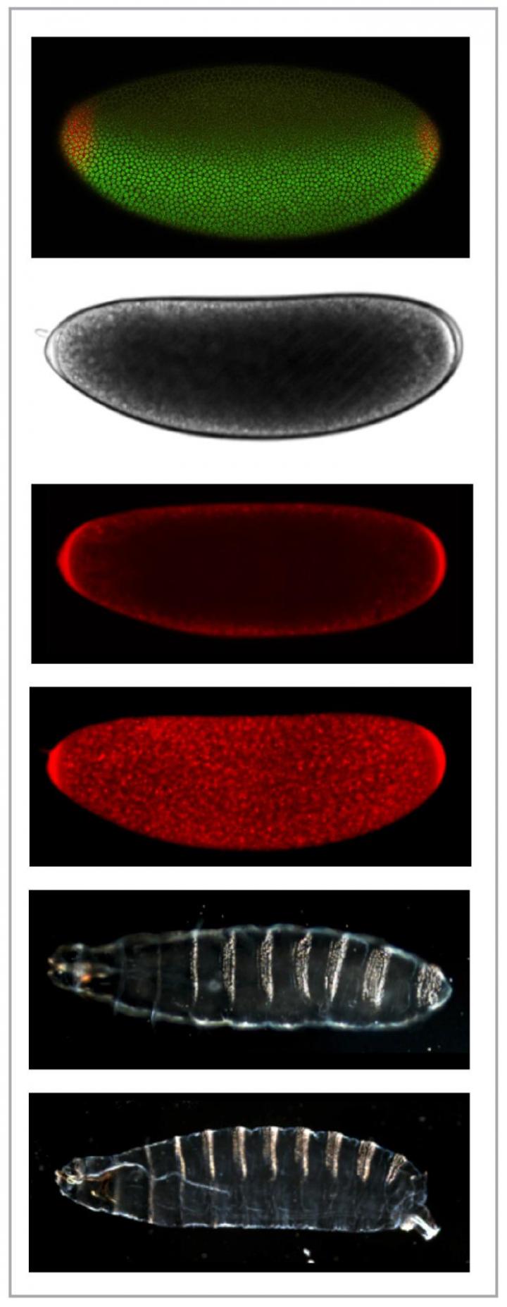 Embryo