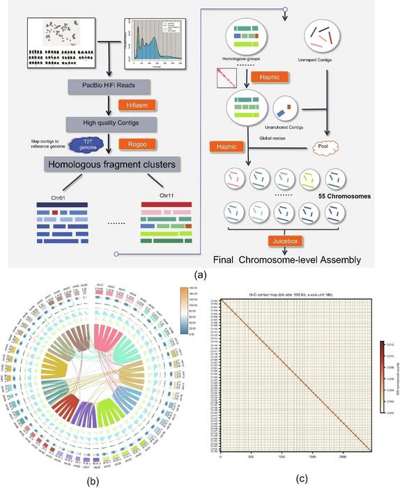 Genome assembly of pentaploid G. pentaphyllum.