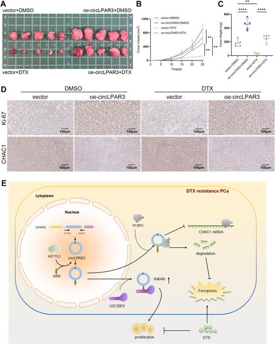 circLPAR3 increased prostate cancer cell proliferation and docetaxel resistance in CDX models.