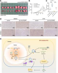 circLPAR3 increased prostate cancer cell proliferation and docetaxel resistance in CDX models.