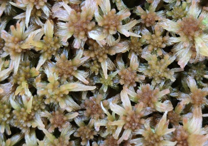 Sphagnum moss, the flagship species of boreal peatlands