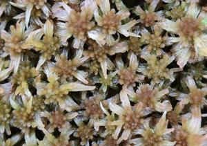 Sphagnum moss, the flagship species of boreal peatlands