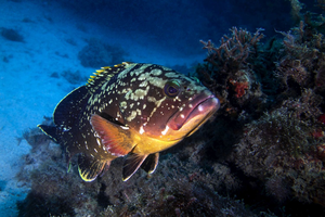 Fish population
