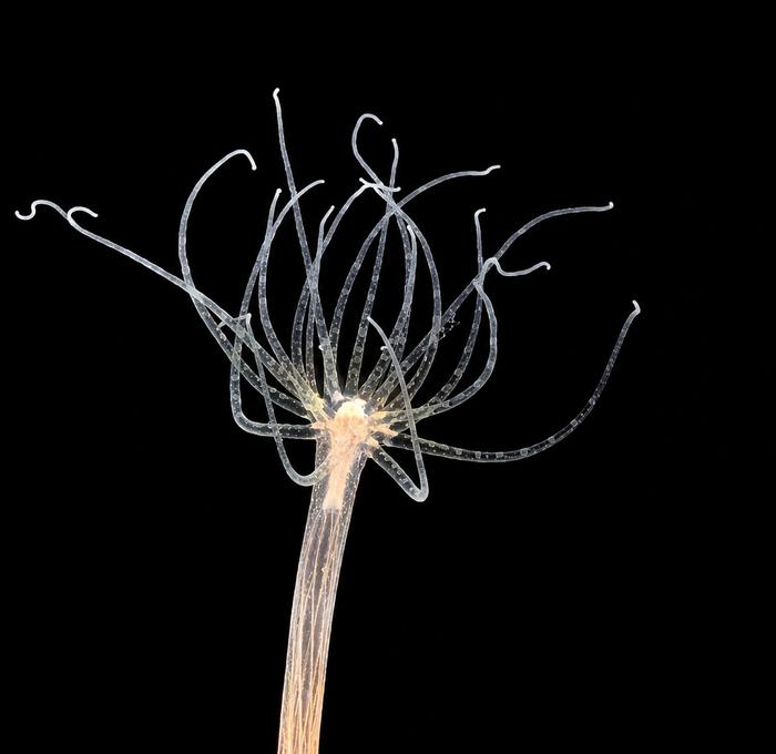 Nematostella vectensis sea anemones in the lab
