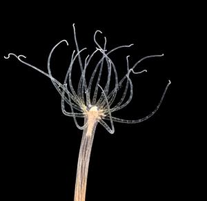 Nematostella vectensis sea anemones in the lab