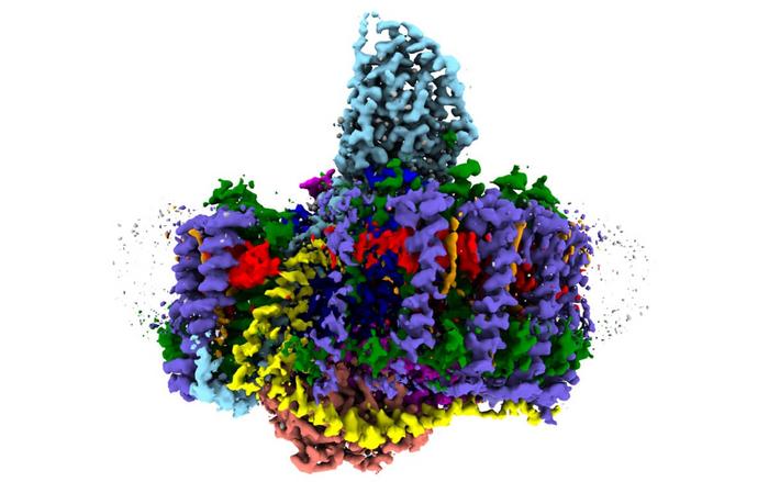 Overall structure of the Rdv. sulfidophilum LH1-RC complex