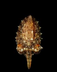 Young European Cuttlefish