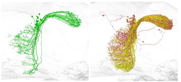 NTAC: A new algorithm outperforms traditional cell typing methods