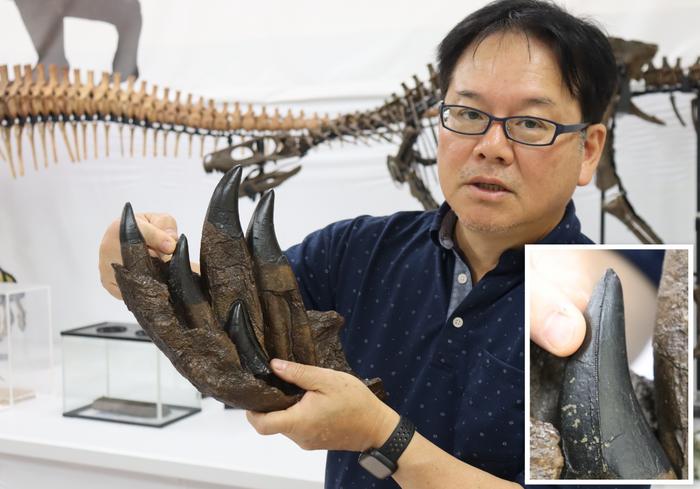 Professor Kato Holds a Replica of the Tyrannosaurus Tooth
