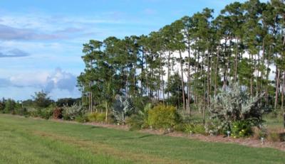 Linear Gardens