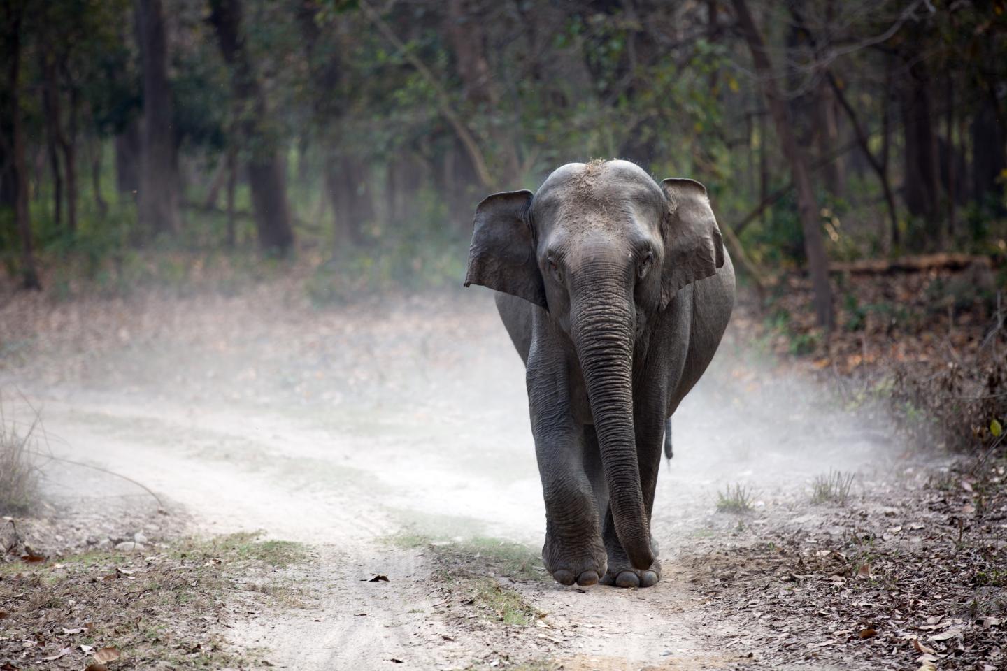 Lone Elephant