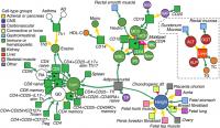 Network