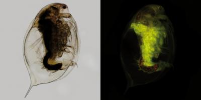 The Freshwater Crustacean <i>D. magna</i> with Microplastic Particles in the Digestive Tract