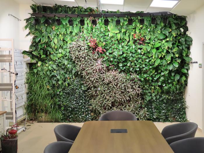 Vertical Green Wall in the Lab Used for This Study