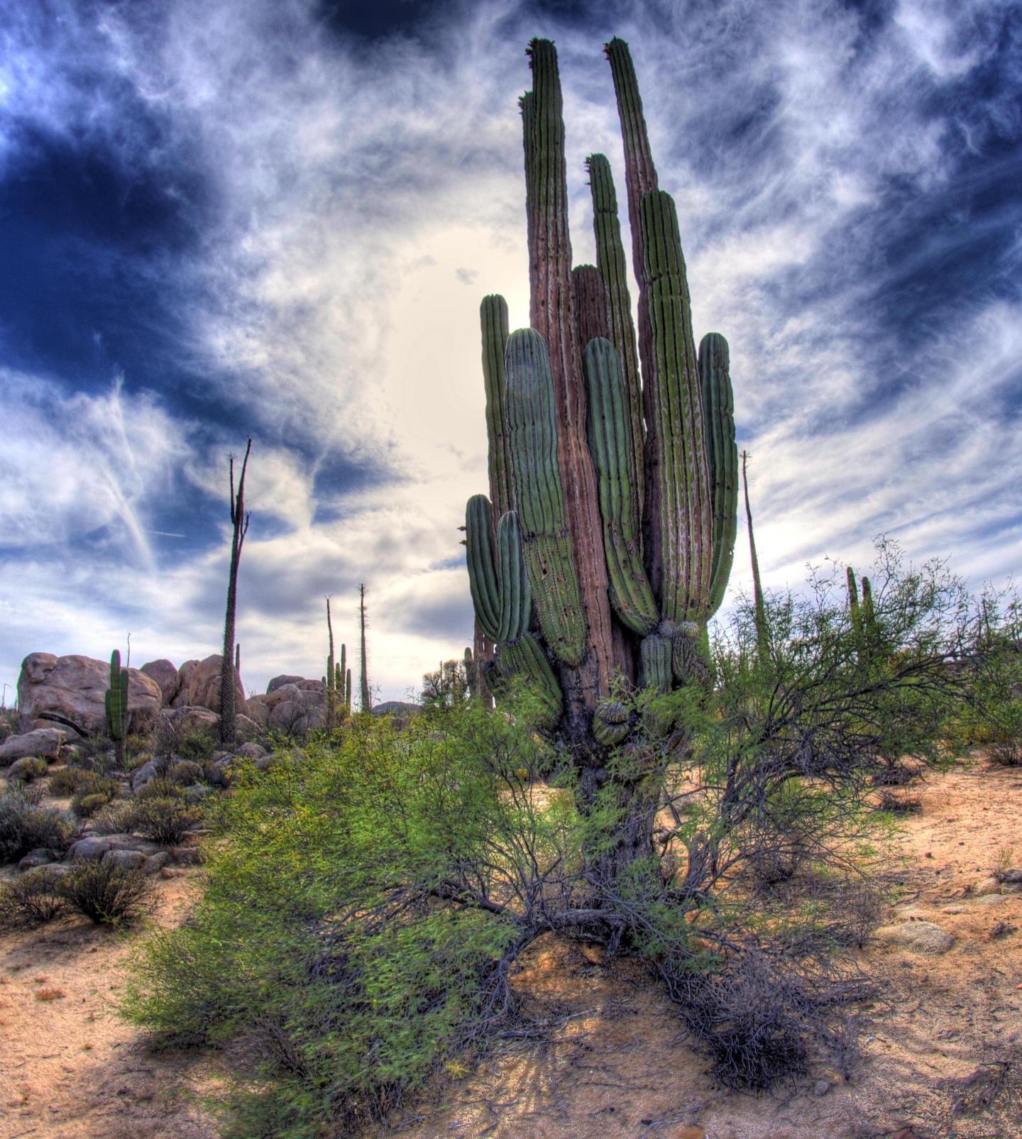 A Cardon from Baja, Calif.