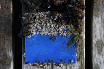 Barnacles on a Boat