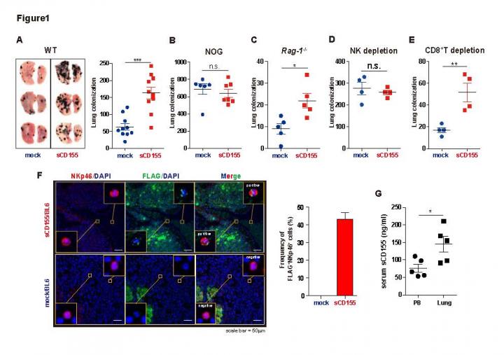 Tumor vs. Immune System: A Battle to Decide the Host's Fate