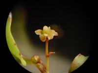 The Origin of Flowers (3 of 3)