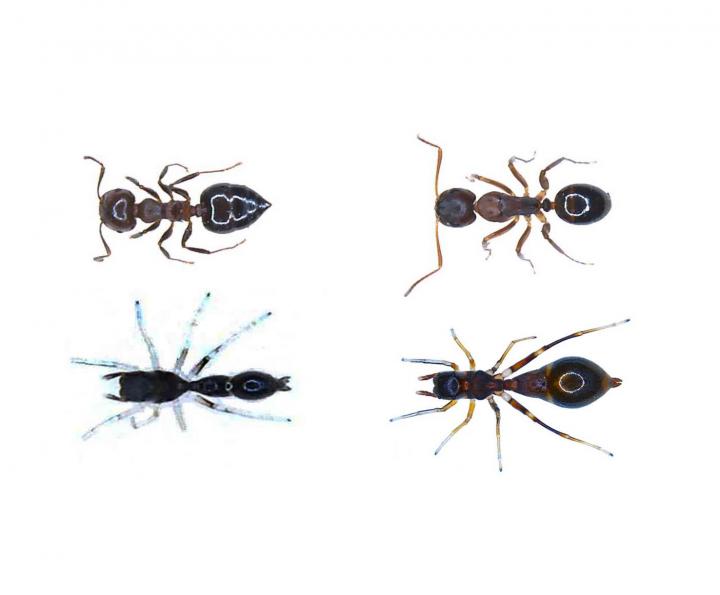 Ants and Spiders