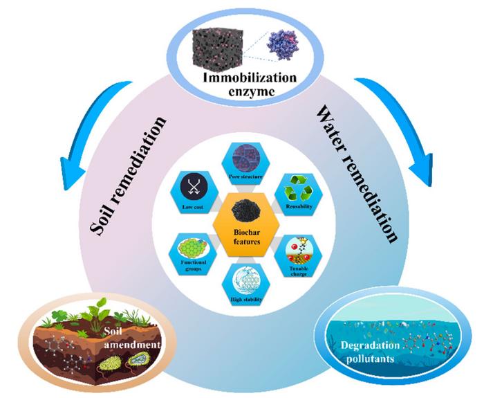 Application and mechanisms of biochar-immobilized enzymes in environmental remediation: a review