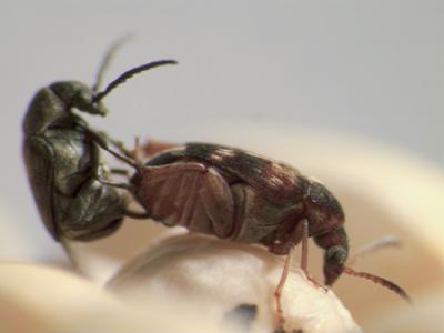 Insects