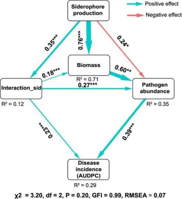 Structural equation model linking siderophore production, siderophore-mediated interactions, and biomass with pathogen abundance and disease incidence (AUDPC) of plant bacterial wilt.