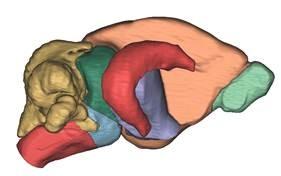 Mammalian Brain