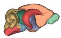 Mammalian Brain