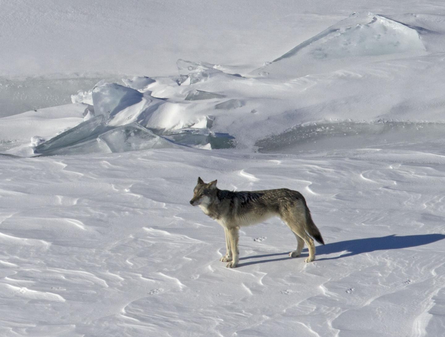 Wolves and Endangered Species