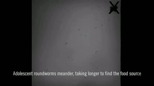 Worms Have Teenage Ambivalence, Too