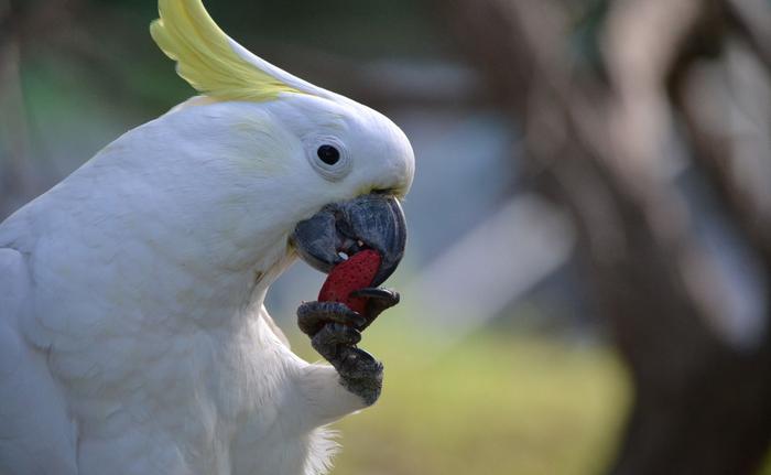 Sulphur-crested cockatoo eating novel foods.