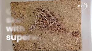 Cleaning skeletons with superworms: Video interview with authors (short version).