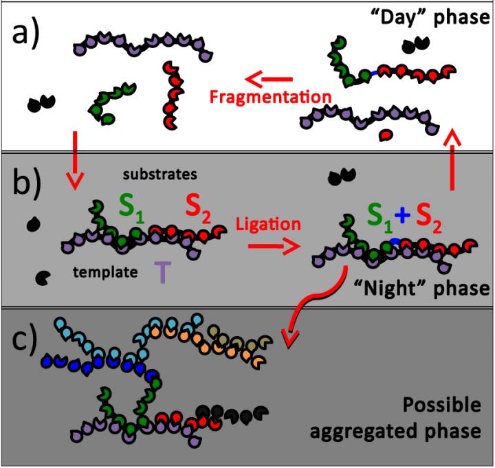 Schematic of Template Assisted Ligation