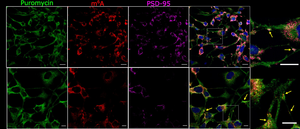 Methylated RNA messages at actively translating sites at synapses
