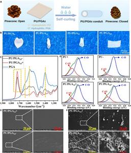 The principle and characterization of self curling film (PU/PGAX)